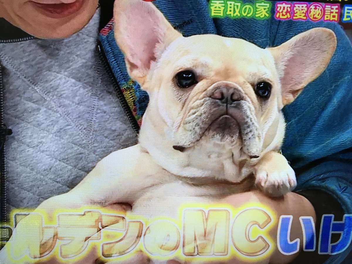 田嶋はる Auf Twitter ムムム 草彅剛ｻﾝの愛犬 くるみちゃんが可愛すぎ ๑ơ ơ でもまぁ 白玉のが可愛いんだけど 笑 ๑ ڡ ๑ ﾃﾍ フレンチブルドッグ クリーム くるみちゃん可愛い でもやっぱり我が子が1番 白玉 親ばか T Co Oybvchcxrq