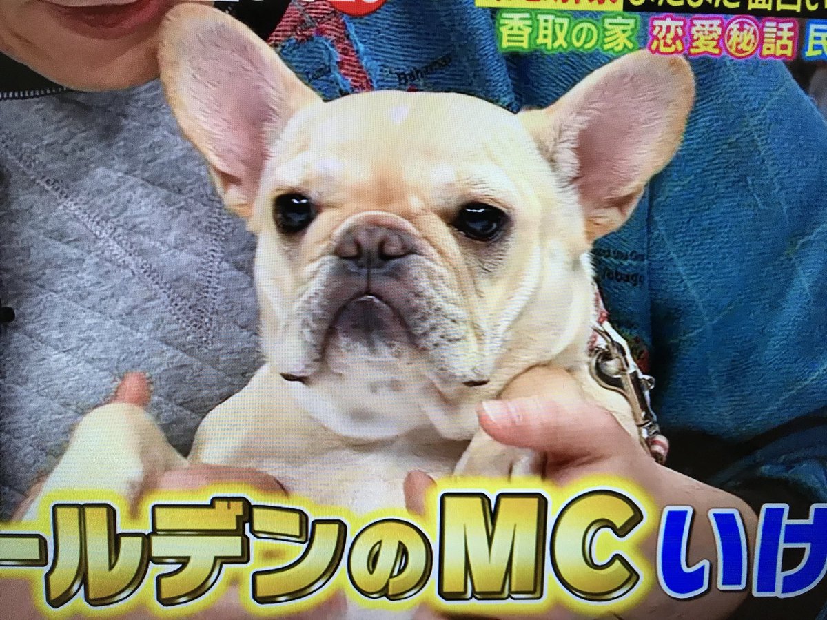 田嶋はる Auf Twitter ムムム 草彅剛ｻﾝの愛犬 くるみちゃんが可愛すぎ ๑ơ ơ でもまぁ 白玉のが可愛いんだけど 笑 ๑ ڡ ๑ ﾃﾍ フレンチブルドッグ クリーム くるみちゃん可愛い でもやっぱり我が子が1番 白玉 親ばか T Co Oybvchcxrq
