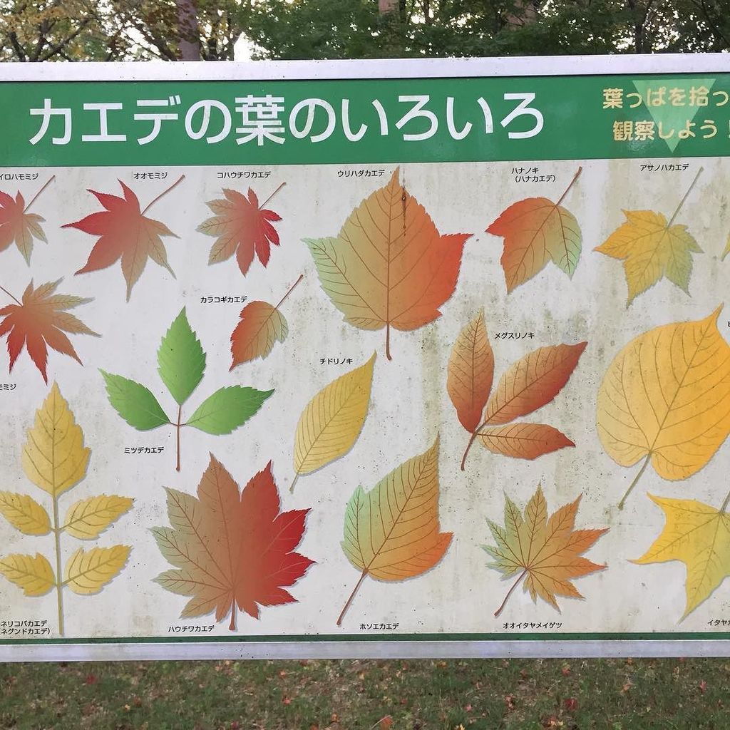 加藤郁美 Auf Twitter しかして カエデとはなんぞや これを見てモミジとカエデの違いはもとより お手手形じゃないカエデに困惑 T Co Sjaxddishj T Co Yu6pqh8dxq Twitter