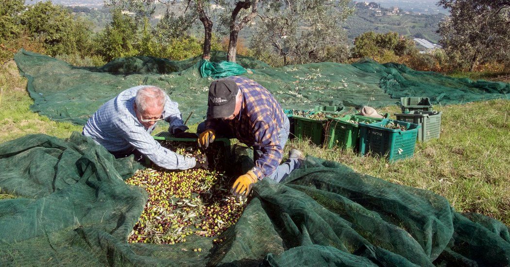 #Foodies for #climatejustice! #Climatechange is officially messing with olive oil production.  buff.ly/2lMAySZ