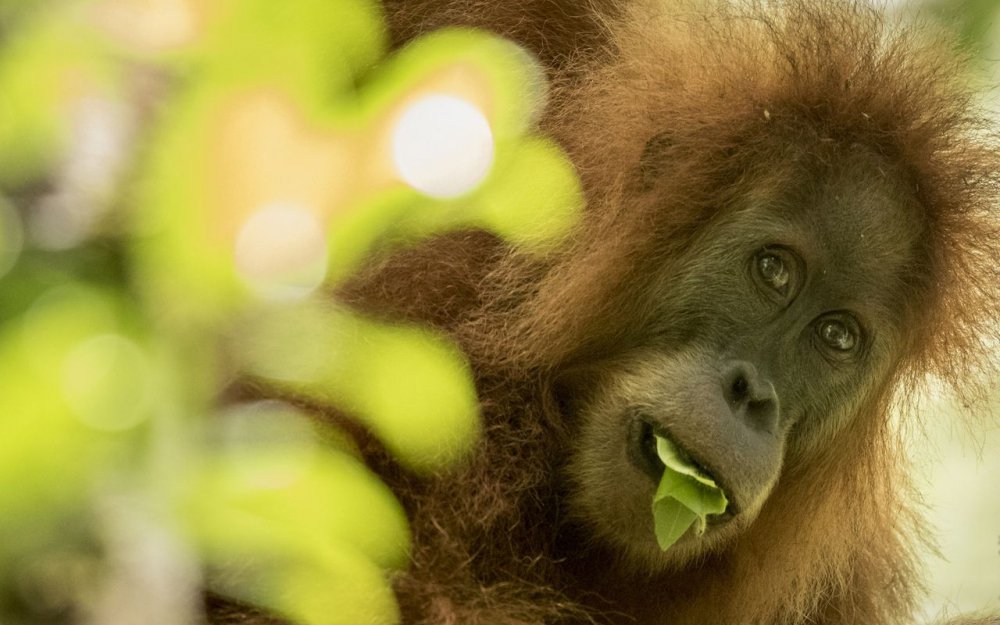 museumtoulouse's tweet photo. Une nouvelle espèce d’orang-outan découverte en Indonésie https://t.co/ozQQQxMniy #primates #singes #Tapanuli #orangoutan #indonesie https://t.co/flcyqzhqTp