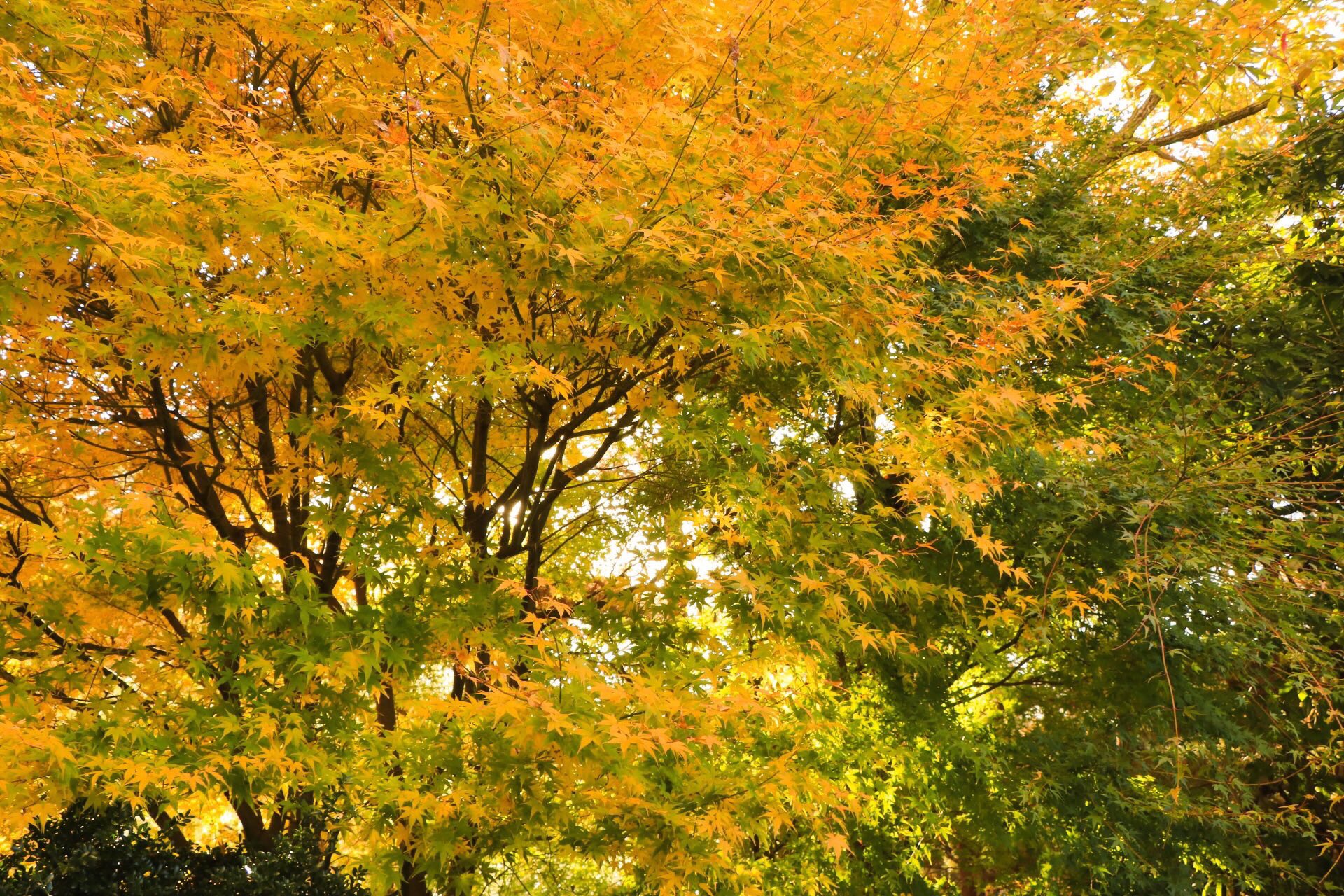 ざっく 関東で紅葉がキレイなオススメの場所はありますでしょうか 写真は16年11月に兵庫県三田市で撮影 関西学院大学 神戸三田キャンパス ファインダー越しの私の世界 写真好きな人と繋がりたい 紅葉 T Co F0oiibka3e Twitter