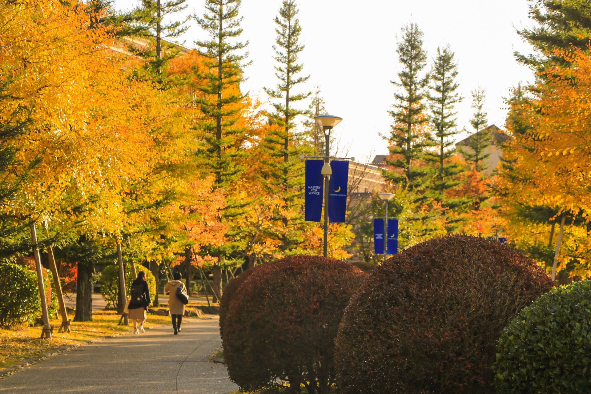 ざっく 関東で紅葉がキレイなオススメの場所はありますでしょうか 写真は16年11月に兵庫県三田市で撮影 関西学院大学 神戸三田キャンパス ファインダー越しの私の世界 写真好きな人と繋がりたい 紅葉 T Co F0oiibka3e Twitter