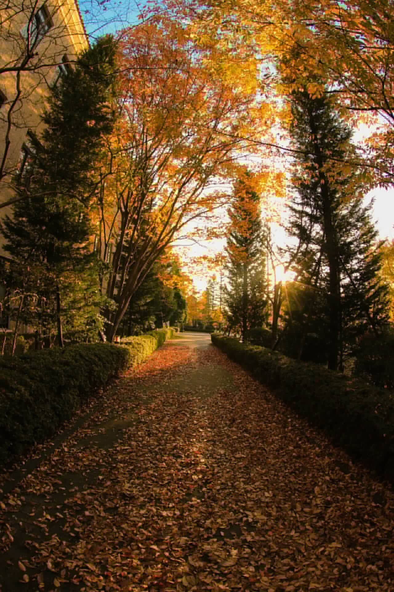 ざっく 関東で紅葉がキレイなオススメの場所はありますでしょうか 写真は16年11月に兵庫県三田市で撮影 関西学院大学 神戸三田キャンパス ファインダー越しの私の世界 写真好きな人と繋がりたい 紅葉 T Co F0oiibka3e Twitter