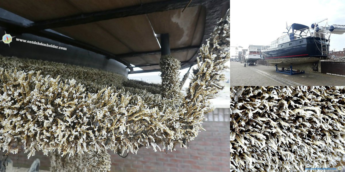 ontdekdenhelder's tweet image. Wat er bij de #winterstalling van #schepen soms boven #water komt ;) #DenHelder - ontdekdenhelder.com  facebook.com/OntdekDenHelder