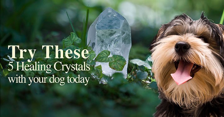 dogtrainer4ever's tweet photo. 5 #Healing #Crystals to Help Your #Dog #holisticdogs #naturaldog #healthydogs #holisticpets https://t.co/iRaUUF79bC https://t.co/4kHaecoOEq