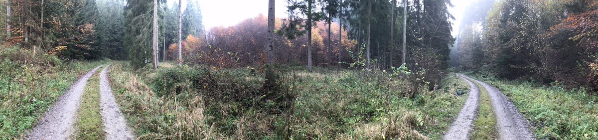 Heute #Drückjagd 54 Schützen auf 200 ha #meinjagderlebnis #Jagd #jagen #hubertustag