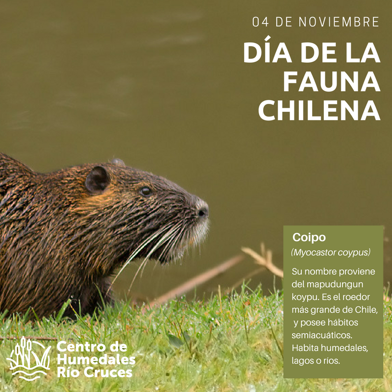 centrohumedales's tweet photo. El roedor más grande de Chile les recuerda que hoy es el día de Fauna Chilena #DiaDeLaFaunaCL #Valdiviacl 
@UAustraldeChile @MMAChile https://t.co/YvLCoplebE