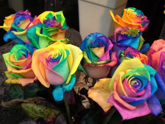 SaraUpdate's tweet photo. กุหลาบสีรุ้งมีจริงไหม? 
ตอบ มีจริงๆ 
นี่คือ Rainbow roses
จาก บ.ดอกไม้ที่ "ฮอลแลนด์" https://t.co/WNq48qqQ0C