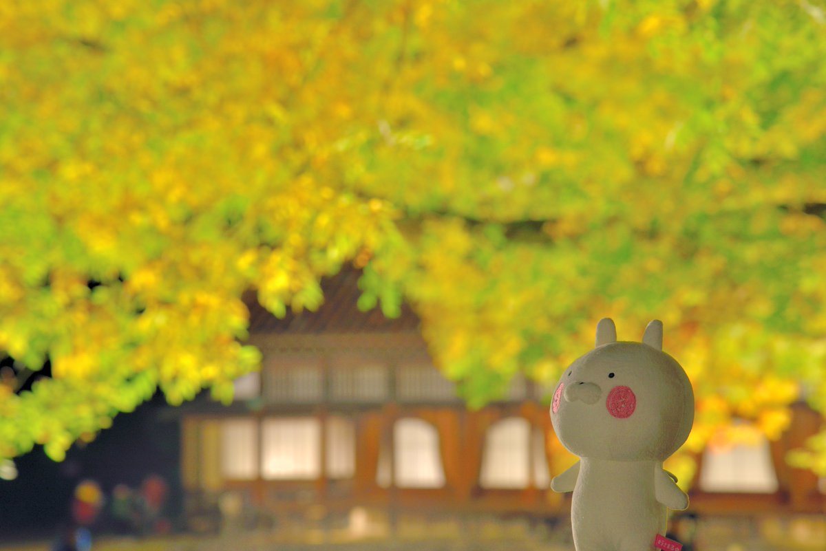 やっくん まるふぉとぐらふぁー 仕事終わってから 岡山県備前市の閑谷学校へ 行ってきもした ๑ ๑ ライトアップは5日の日曜が 最終日で 18 時までどす 岡山県備前市 閑谷学校 ライトアップ 紅葉 うさまる