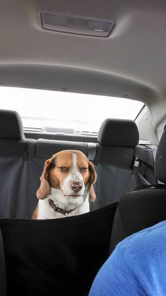 BeyondAdorable's tweet photo. Youre breaking the speed limit and your lane positioning is all wrong https://t.co/SEzPDNjnV2
