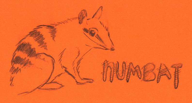 happy #WorldNumbatDay! hopefully I will see a real non-charcoal numbat one day.