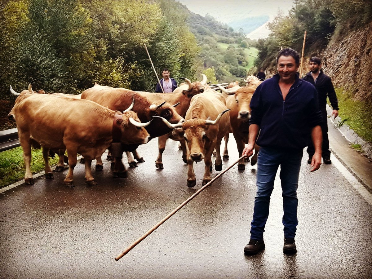 mujerrural's tweet photo. #Feria de #Lamason desfile de #Vacas CASINAS de la #Ganaderia de Julián Collado @cant_infinita @Postureo_CANT @cantabriaes @Cantabriaviva . https://t.co/aDDkMYAMTK