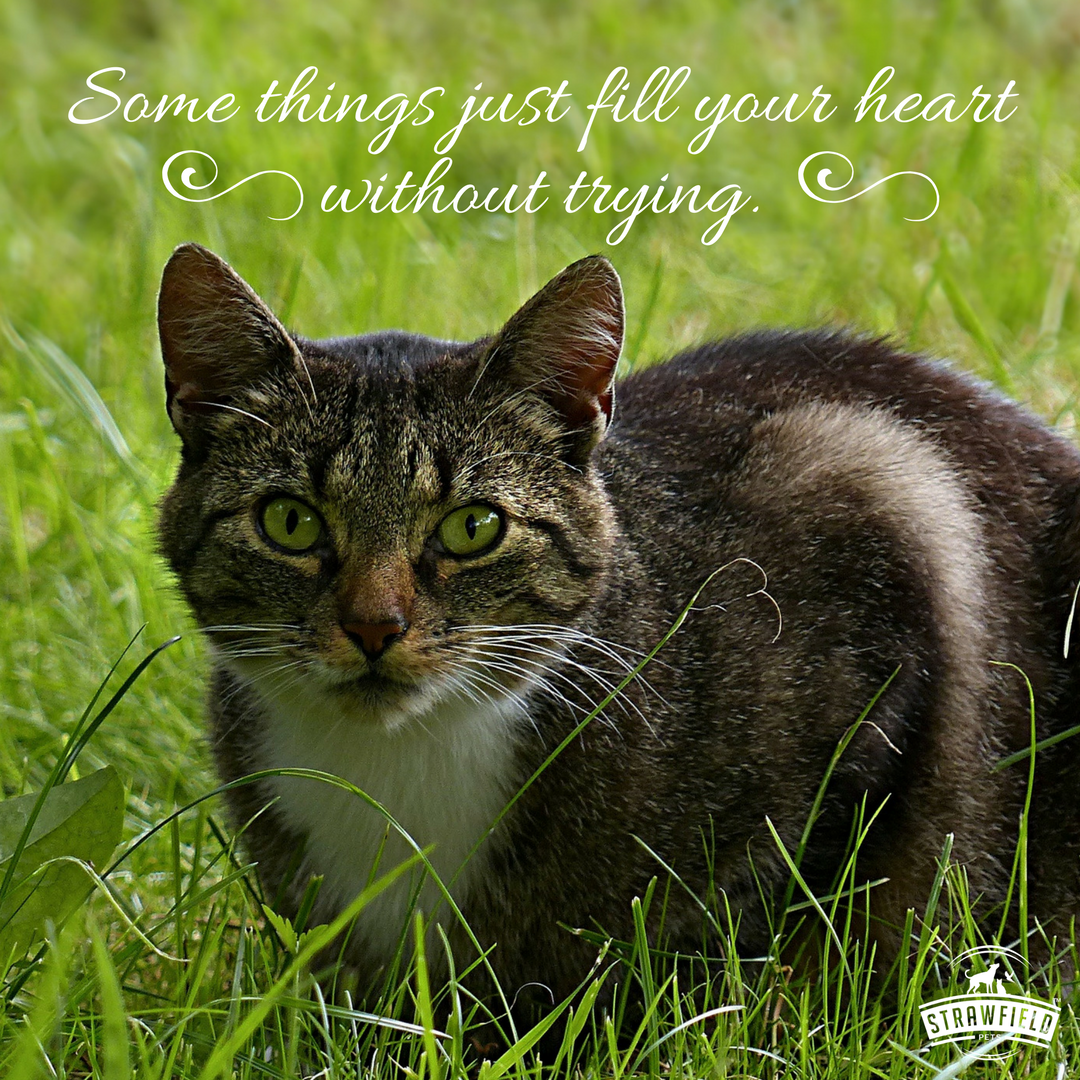 strawfieldpets's tweet photo. Animals are just so easy to love. #dogsoftwitter #catsoftwitter #petsoftwitter #petlover #doglover #catlover #petoftheday https://t.co/BAfjaVsJdj
