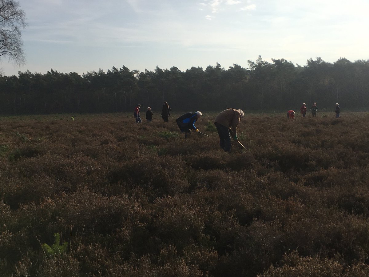 lydiagroot's tweet photo. Vrijwilligers Imkervereniging en Groentje aan de slag om onze mooie heide boomvrij te houden. Hulde! https://t.co/fyzNmasvb0