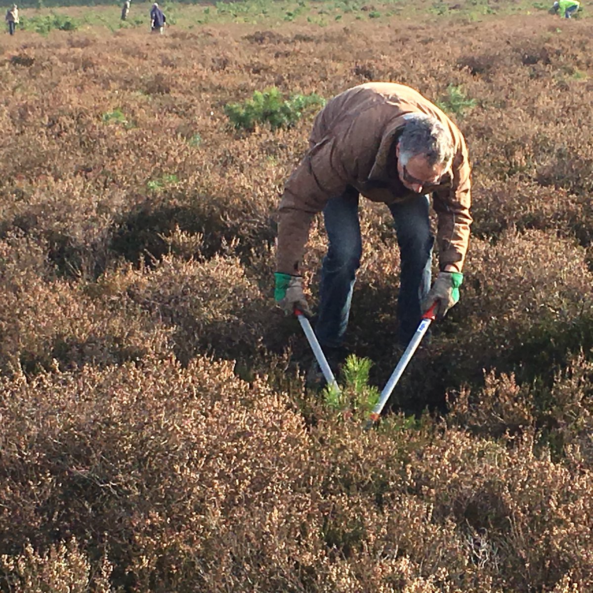 lydiagroot's tweet photo. Vrijwilligers Imkervereniging en Groentje aan de slag om onze mooie heide boomvrij te houden. Hulde! https://t.co/fyzNmasvb0