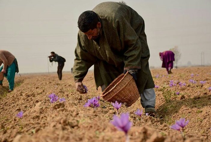 AlaphiaGul's tweet photo. Harvesting of Saffron. https://t.co/268yvCaVGf