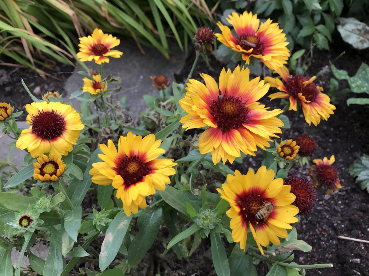 holhage's tweet photo. Gallardia #gallardia #garden #holhage #trädgård #jardin https://t.co/p6rG1CqoZm