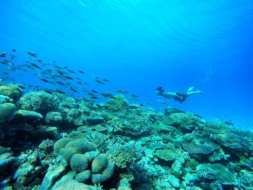traveloka's tweet photo. Sudah pernah diving ke #Togean belum?
Kalau kamu ngaku suka diving, kamu nggak boleh melewatkan #KepulauanTogean https://t.co/VV8WemuLAT