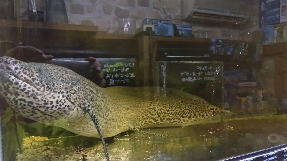アクアショップしなの 同市内のふれんど熱帯魚店 営業は土日のみ に突撃 プロトプテルス エチオピカス 約80 000円だそうです デカイ 宜しくお願いします 沼 ふれんど熱帯魚店 熱帯魚 アクアショップしなの アクアショップしなの 同市内のふれんど熱帯魚店 営業は土日のみ に突撃 プロトプテルス エチオピカス 約80 000円だそうです デカイ 宜しくお願いします 沼 ふれんど熱帯魚店 熱帯魚 アクアショップしなの