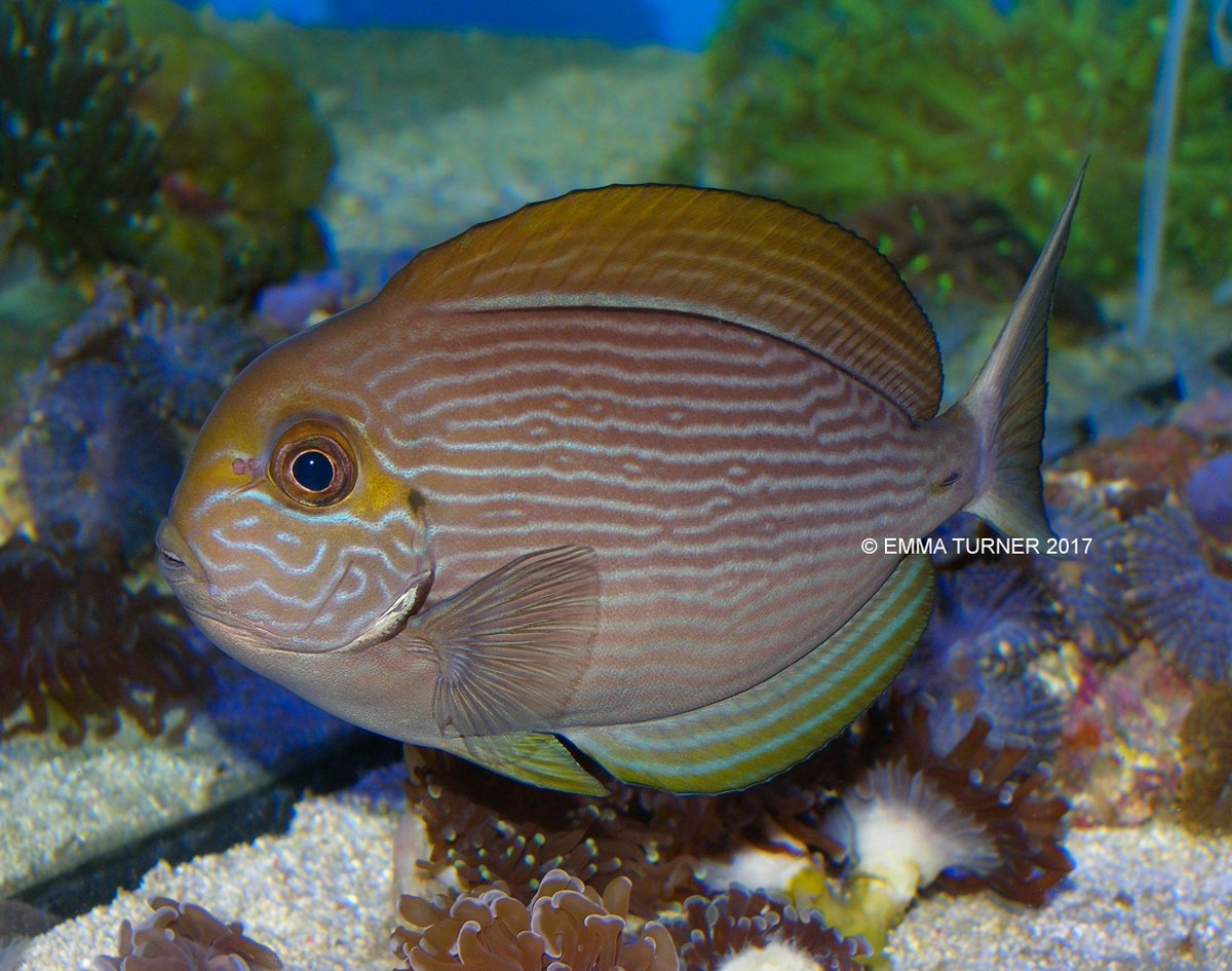 the_fishkeeper's tweet photo. Latest addition to our livestock databank: Mata Tang (Acanthurus mata): https://t.co/5vm11XxuCR
#FishInfo #MataTang https://t.co/QmkEEw1DTq