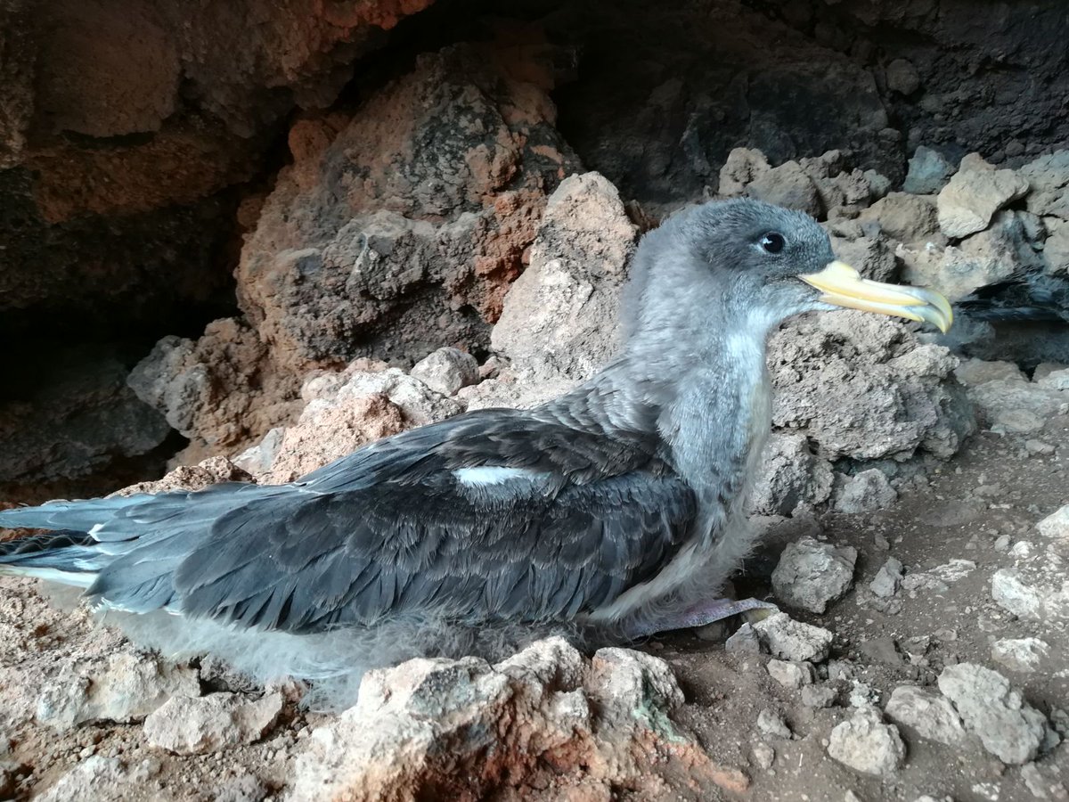 Yarci_SEO's tweet photo. Qué cara de contenta! Semana de trabajo de campo con pardelas cenicienta en #Tenerife #LuMinAves #Interreg  #MAC https://t.co/9ZxcPdC7wy