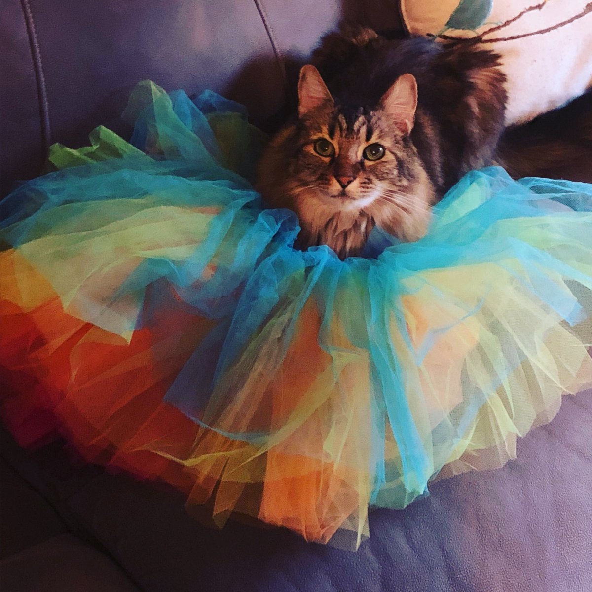 mutlick's tweet photo. Boys can like tutus as well. #genderfluid https://t.co/31UerKES0L