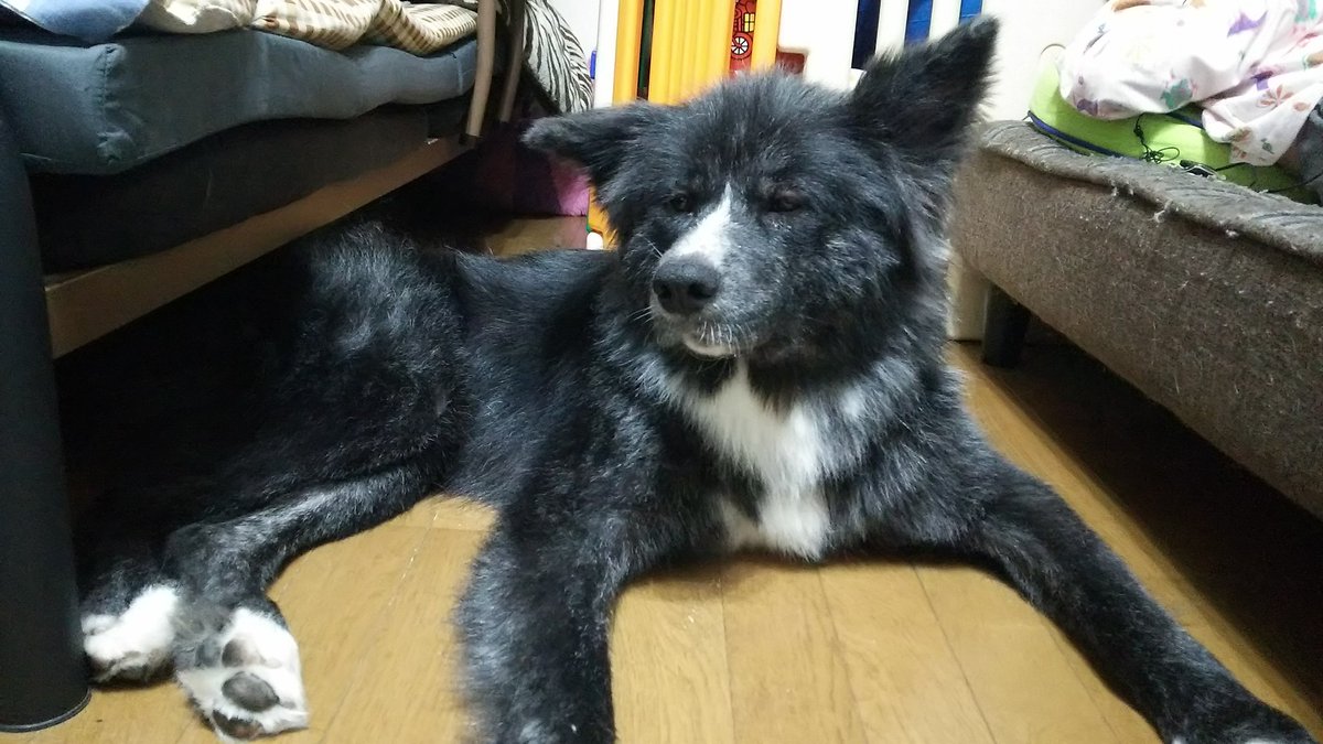 秋田犬14ヵ月