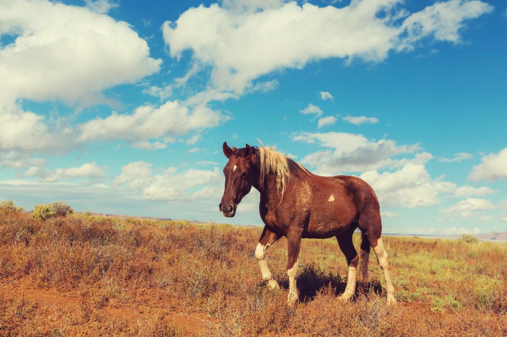 floatsales's tweet photo. What is an #Equine 'Biological Passport'? Find out here! #HorseCare https://t.co/MIA8YA1ur4 https://t.co/koOvMXjVtw