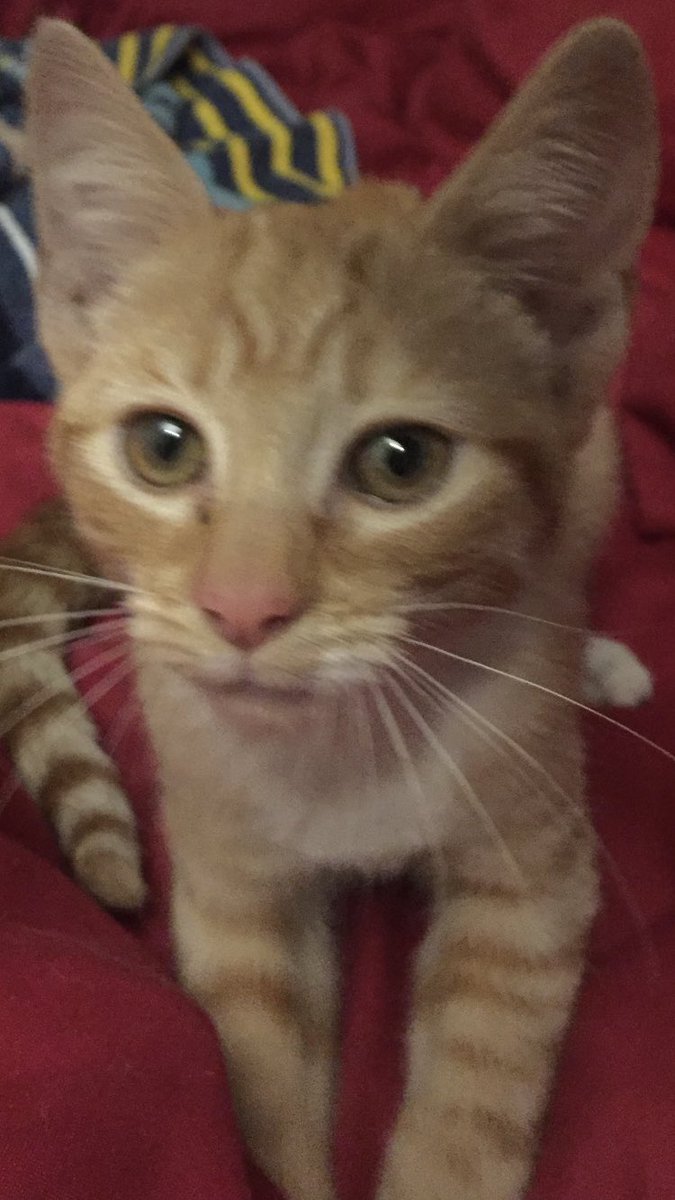 MPSSpecials's tweet photo. Kitten handed us this morning after being found on A406 in @MPSBarkDag if you know the owner please message us, MSC currently ‘cat sitting’ https://t.co/AK8517tdTD