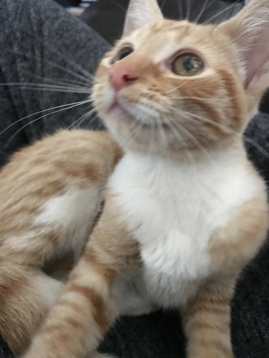 MPSSpecials's tweet photo. Kitten handed us this morning after being found on A406 in @MPSBarkDag if you know the owner please message us, MSC currently ‘cat sitting’ https://t.co/AK8517tdTD