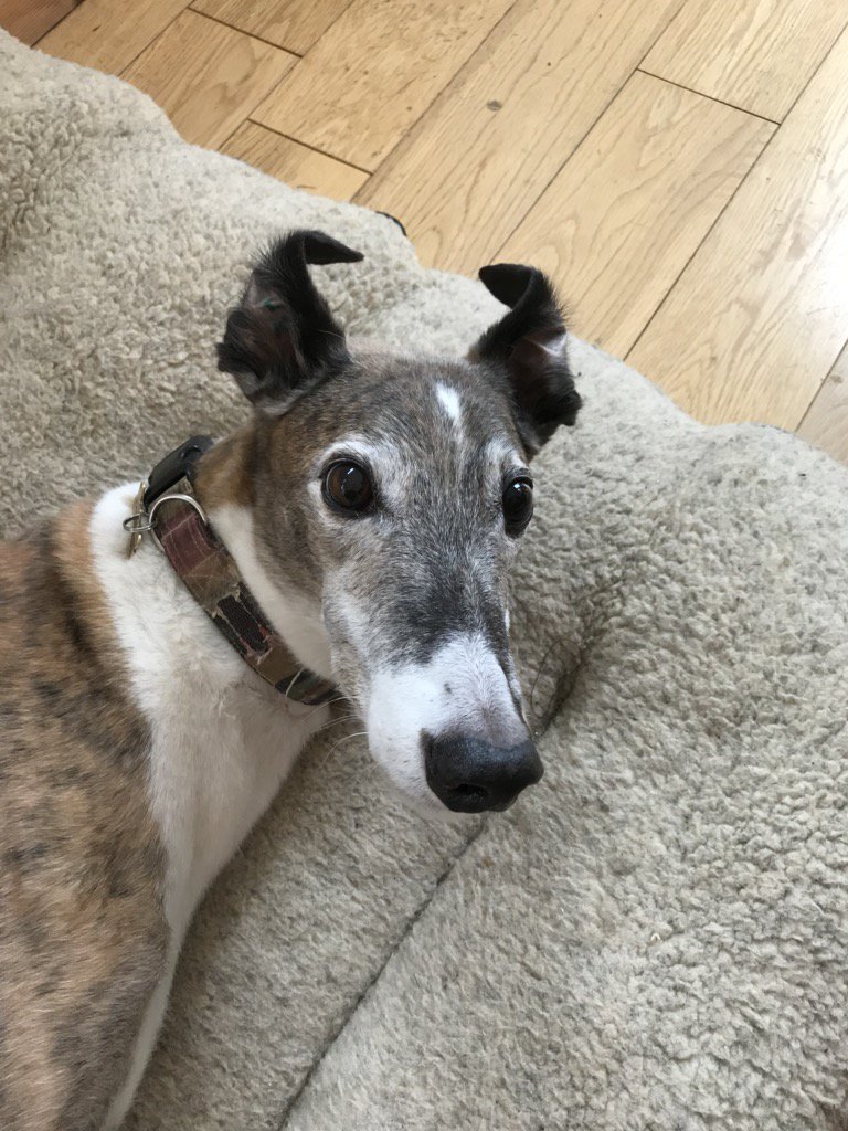 TeenyPuff's tweet photo. @greyhoundtrust #selfstyled #greyhounds #greyhoundtrust https://t.co/HYnz4GL8R7