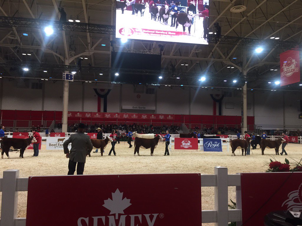 Kicking off the National Hereford Show at RWF. Thanks to Grand Valley Fortifiers for their support <a href="/OntarioHereford/">Ontario Hereford</a>