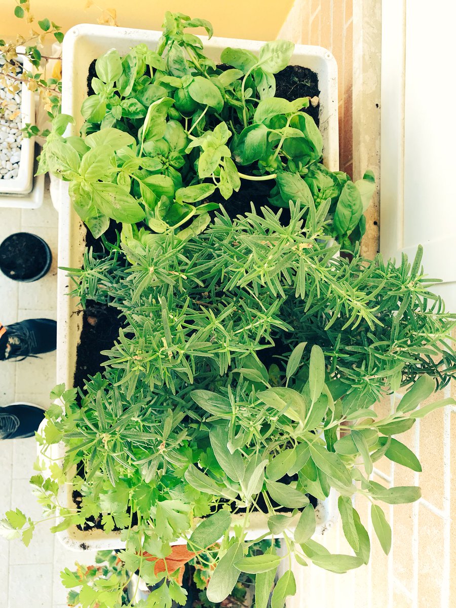 CelanoGH's tweet photo. Oggi penso un po’ al mio balcone 
#ortoincasa #balconygarden https://t.co/16QEWduAh7