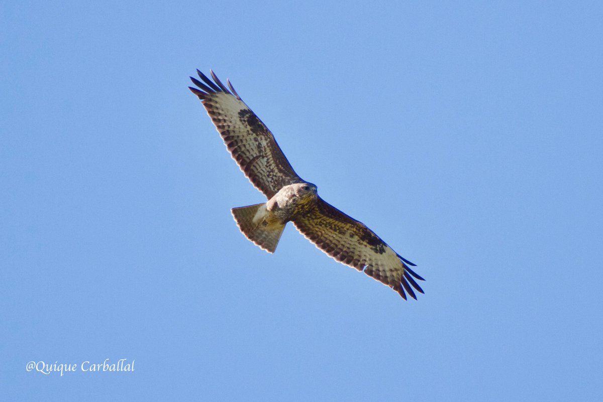 OcellsBCN's tweet photo. Juvenil d'aligot comú (Buteo buteo)
Torres de Segre #Lleida #raptors #birds #ocells #rapaces #rapinyaires https://t.co/fMFz9p3hQE