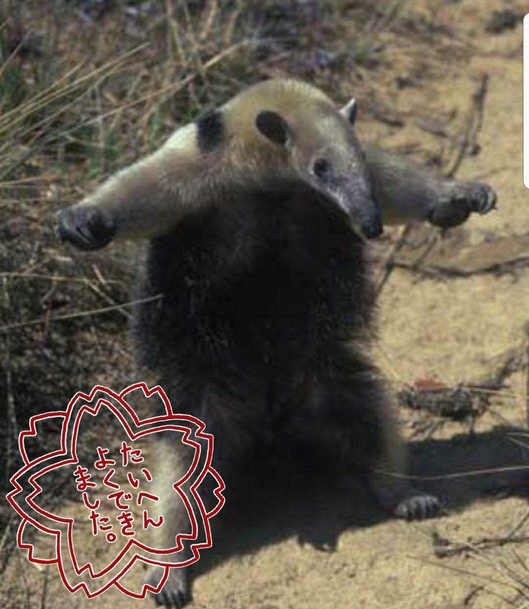 コアリクイ 威嚇 アリクイの飼い方 販売価格 餌の与え方は