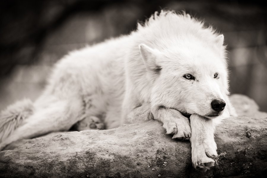 Estamos en busca de nuevos lobos para la manada necesitamos cerrar plantilla para afrontar @FifvEspana y <a href="/VFOspain/">VFO España</a> interesados md.