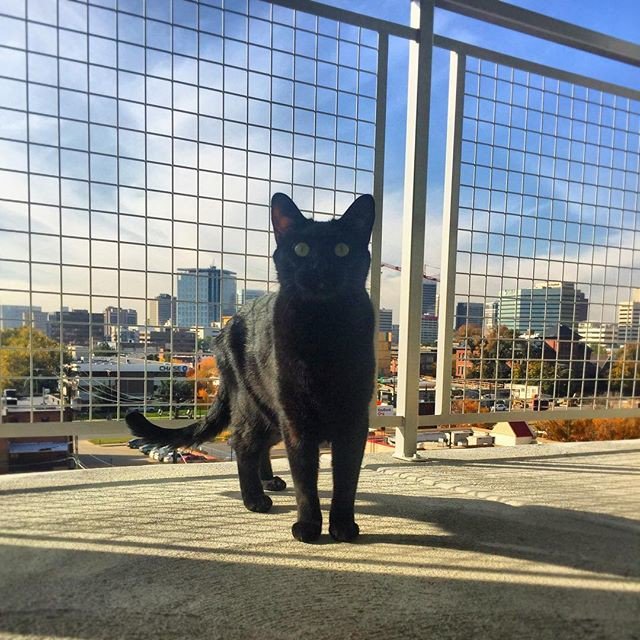 CrazyForMyCat's tweet photo. Reposting @kennex.cheeto:
Feline on top of the world with this view. What’s it look like outside your window? 😸 #kennexandcheeto #kennex https://t.co/CntpZBgbX2