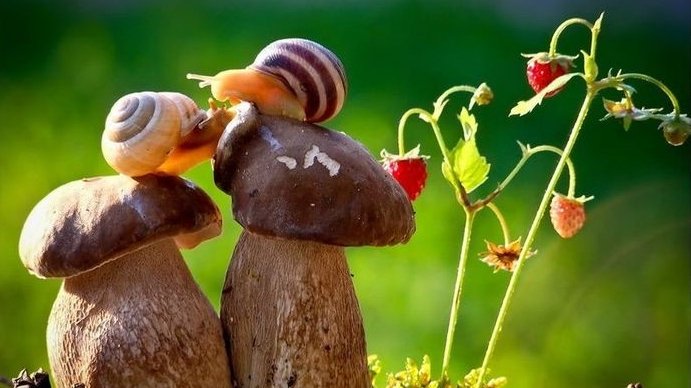 ankapestcontrol's tweet image. İlginç Böcek Özellikleri ve Rekorları Şaşırtıyor tinyurl.com/yaf53y23