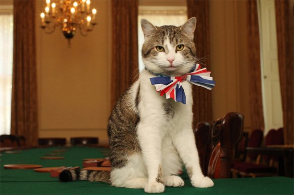 ArchRose90's tweet photo. Breaking News: Larry the cat has been suspended after allegations of sexual harassment where he rubbed his head up against several MP's legs https://t.co/KIDGKuSDQE