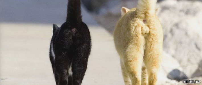 Кот вид сзади. Кот и кошка вид сзади. Повернулась задом. Попа кота. Пошла вид. Кот вид сзади. Кот и кошка вид сзади. Повернулась задом. Попа кота.