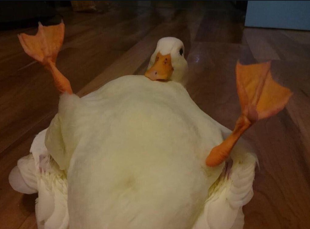 kmlkmljkl's tweet photo. dolan i warned u that if u do not give me your password i would leak this pic of u
so sadly i will have to do it,,, you forced my hand dolan https://t.co/NYwdBQKHKv
