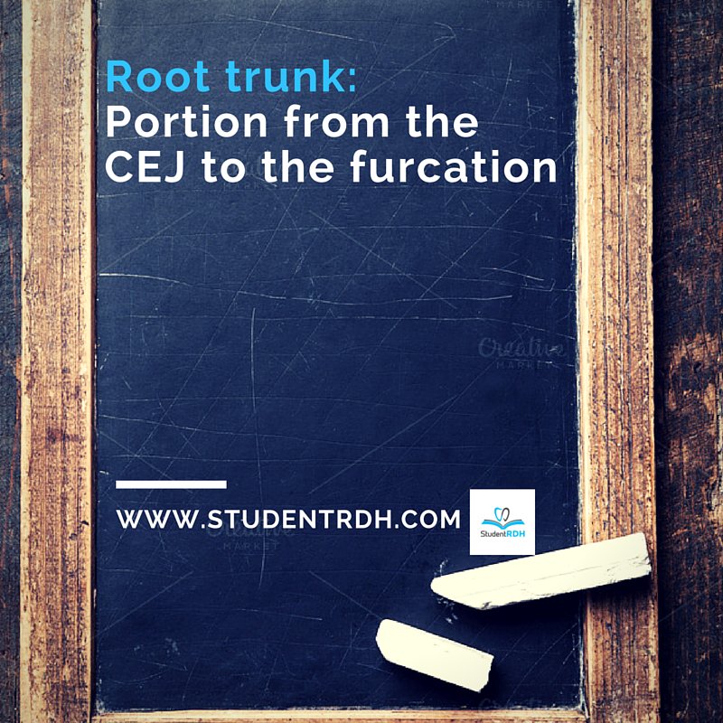 StudentRDH's tweet image. #SaturdayDefinitions #StudentRDH #RootTrunk