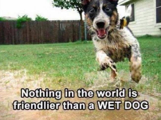 DogOwnersGlobal's tweet photo. So true!.... #Dogs #DogsOfTwitter https://t.co/t4azKXT9gH