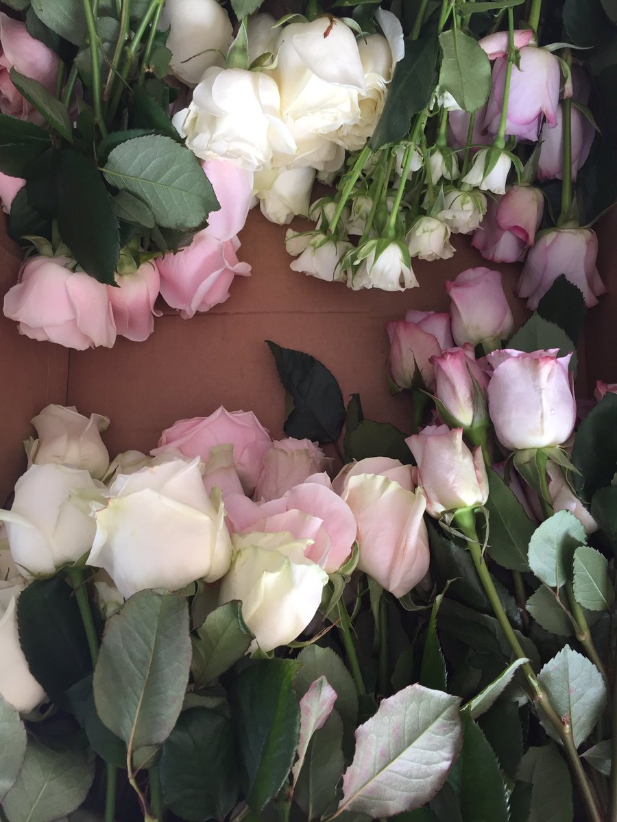 Lemon Crush Events Arrivage De Fleurs Roses Blanche Violet Et Rose Poudree Roses Branchues Event Flowers Fleurs Compositionflorale Rose T Co Hdyqdz5djs Lemon Crush Events Arrivage De Fleurs Roses Blanche Violet Et Rose Poudree Roses Branchues Event Flowers Fleurs Compositionflorale Rose T Co Hdyqdz5djs