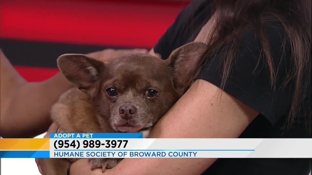 Today's Adopt a Pet features #Chihuahua named Coco bit.ly/2zcXQUP?utm_so… https://t.co/lrLm4dfxJy