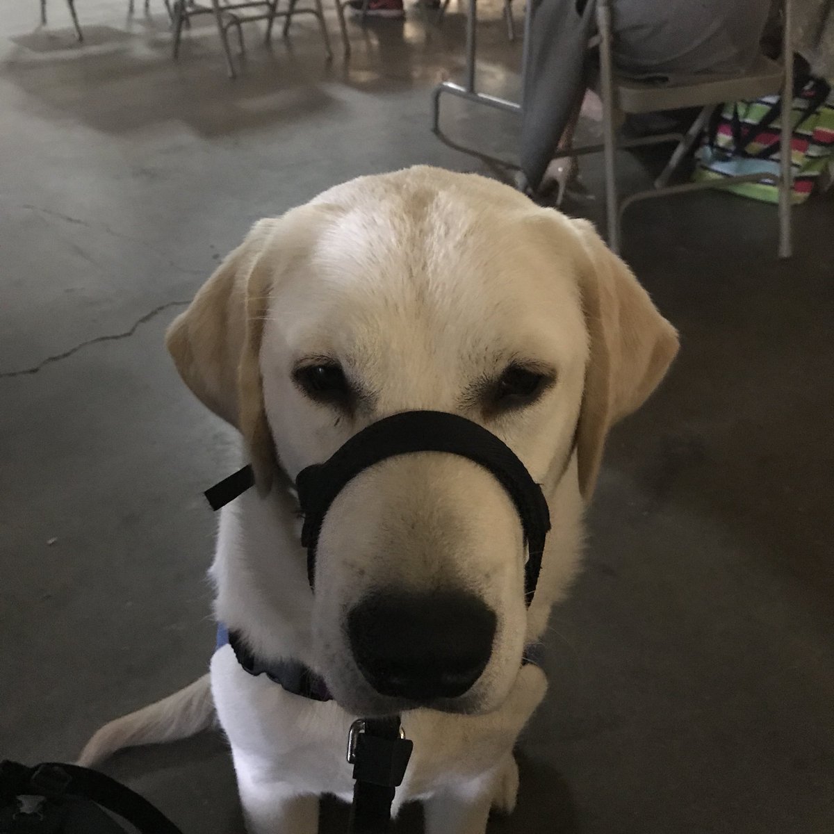 __jroark's tweet image. I’m having a good time, but I’m not so sure about FLD Finley. 😂
#devfestmuncie