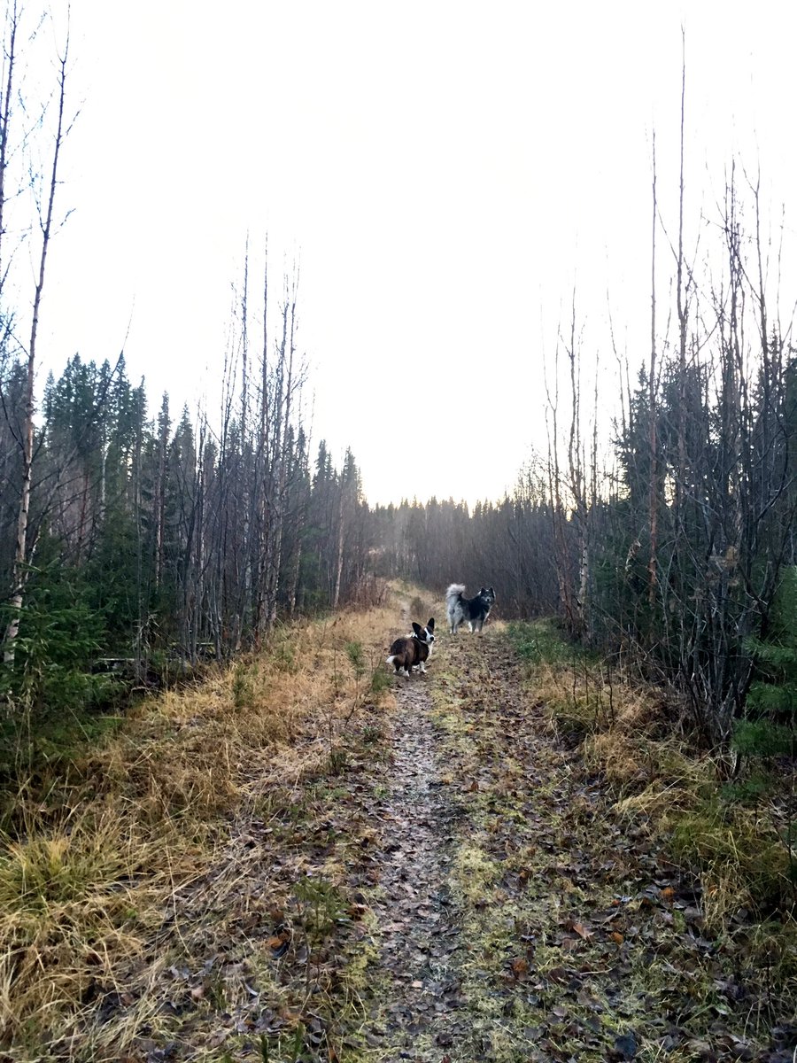 AmySolitudeStar's tweet photo. Lovely day for a walk in the woods with the dogs😊 #dogs #corgi #jamthund #SwedishElkhound #lapphund #RunningFree #Sweden #Forest #cold #fall https://t.co/T4saKBu542