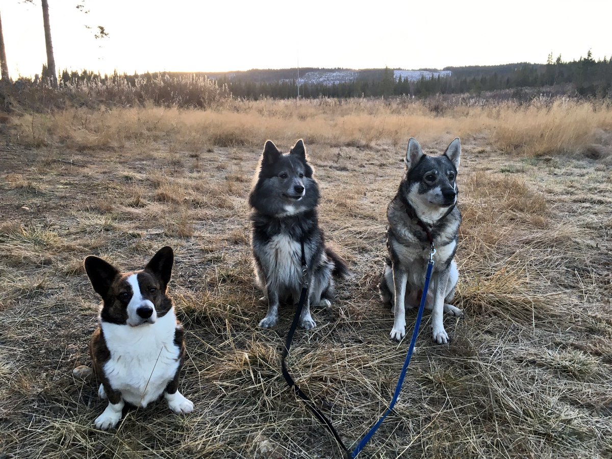AmySolitudeStar's tweet photo. Lovely day for a walk in the woods with the dogs😊 #dogs #corgi #jamthund #SwedishElkhound #lapphund #RunningFree #Sweden #Forest #cold #fall https://t.co/T4saKBu542