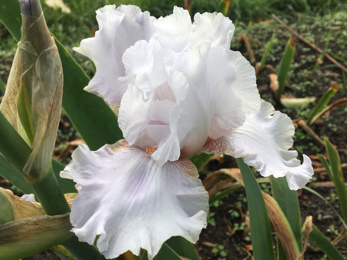 Season end.  The final job of the garden staff is to remove debris and cut down iris leaves in the beds - an investment in the 2018 season.